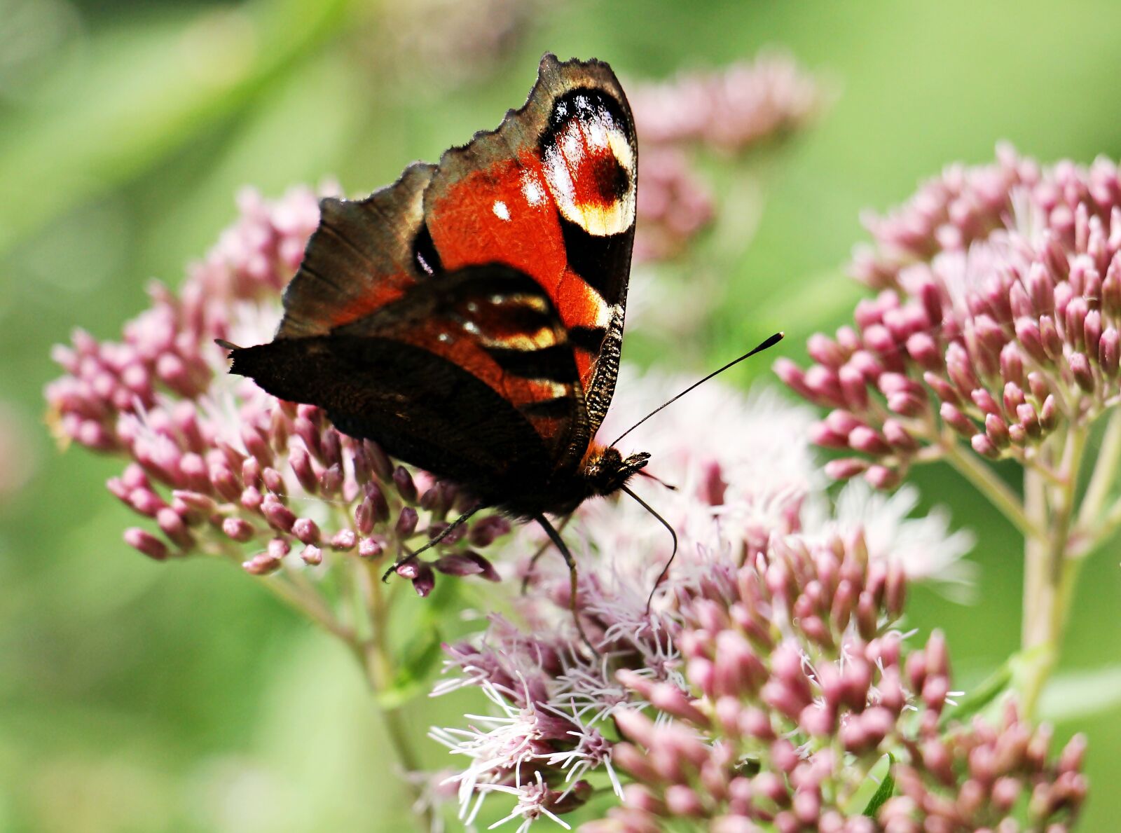 Canon EOS 550D (EOS Rebel T2i / EOS Kiss X4) sample photo. Peacock butterfly, butterfly, insect photography