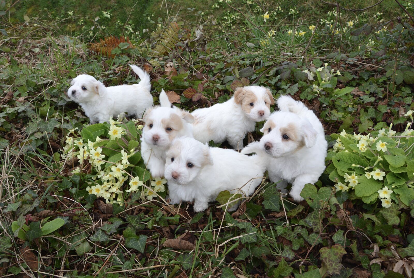 Nikon D5200 sample photo. Dogs, puppies, white photography