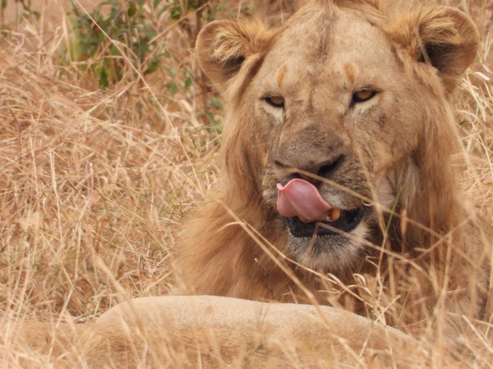 Nikon Coolpix P1000 sample photo. Lion, tanzania, safari photography