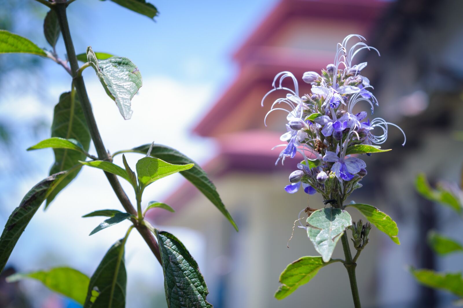 Nikon D5300 sample photo. Flower, flora, nature photography