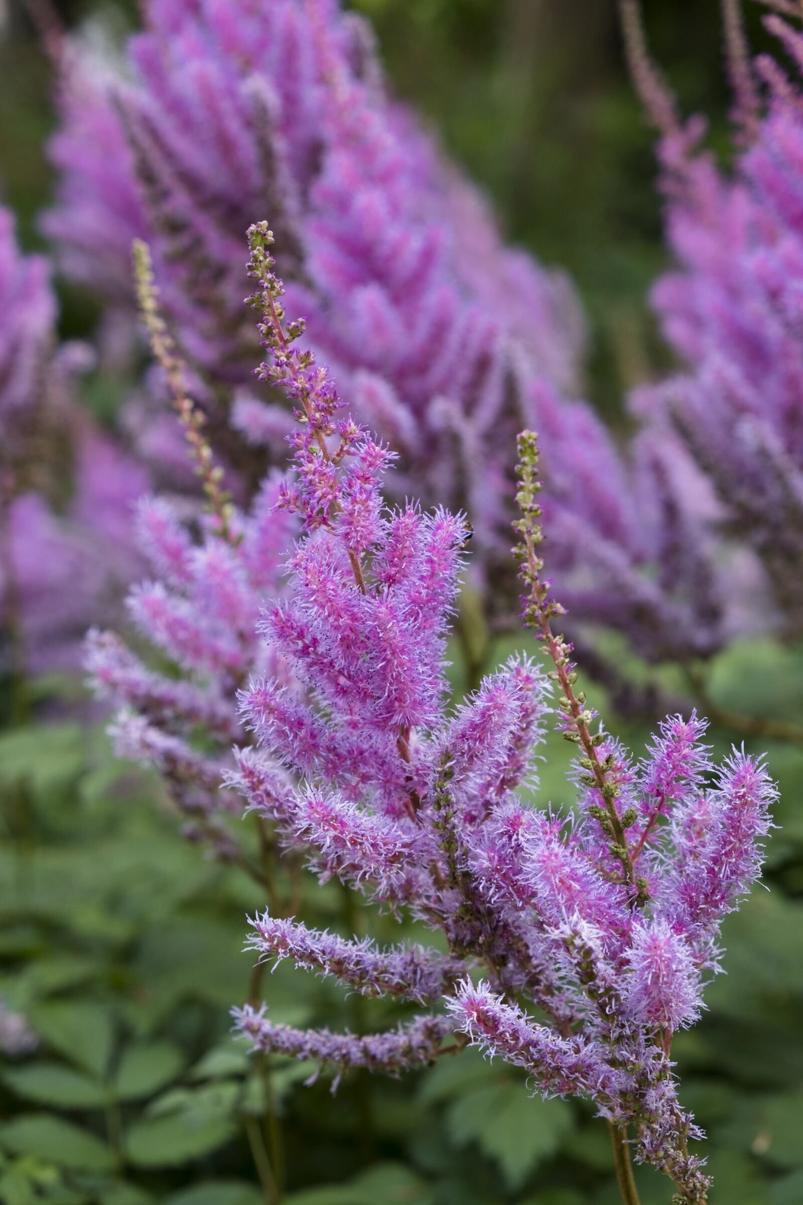 Fujifilm XF 18-55mm F2.8-4 R LM OIS sample photo. Flower, blossom, bloom photography