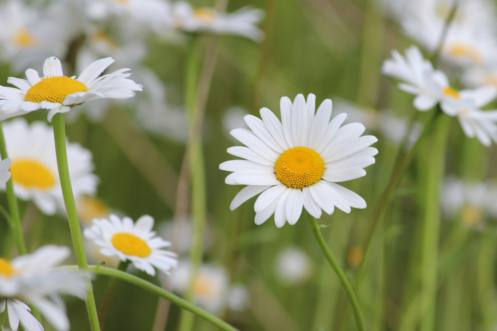 Canon EF-S 55-250mm F4-5.6 IS II sample photo. Magarite, magaritenblueten, white photography