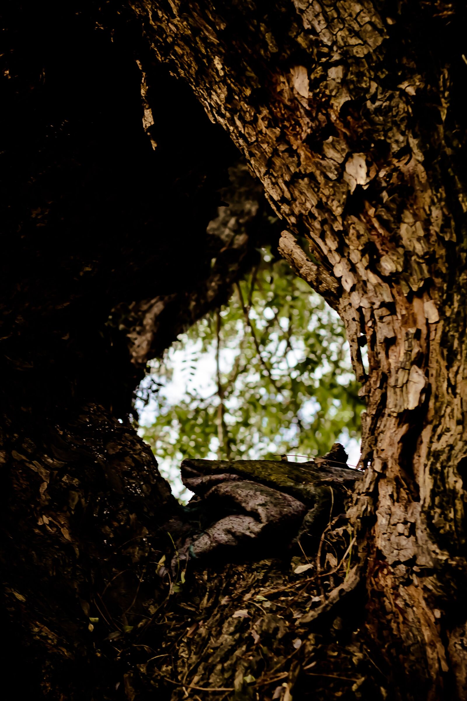 Canon EOS 60D + Canon EF 50mm F1.8 II sample photo. Flying, tree, nature photography