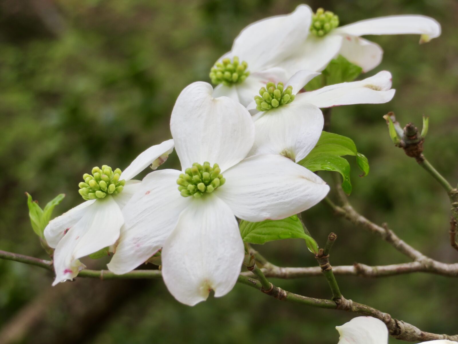Canon PowerShot SX720 HS sample photo. Dogwood blooms, flowers, dogwood photography