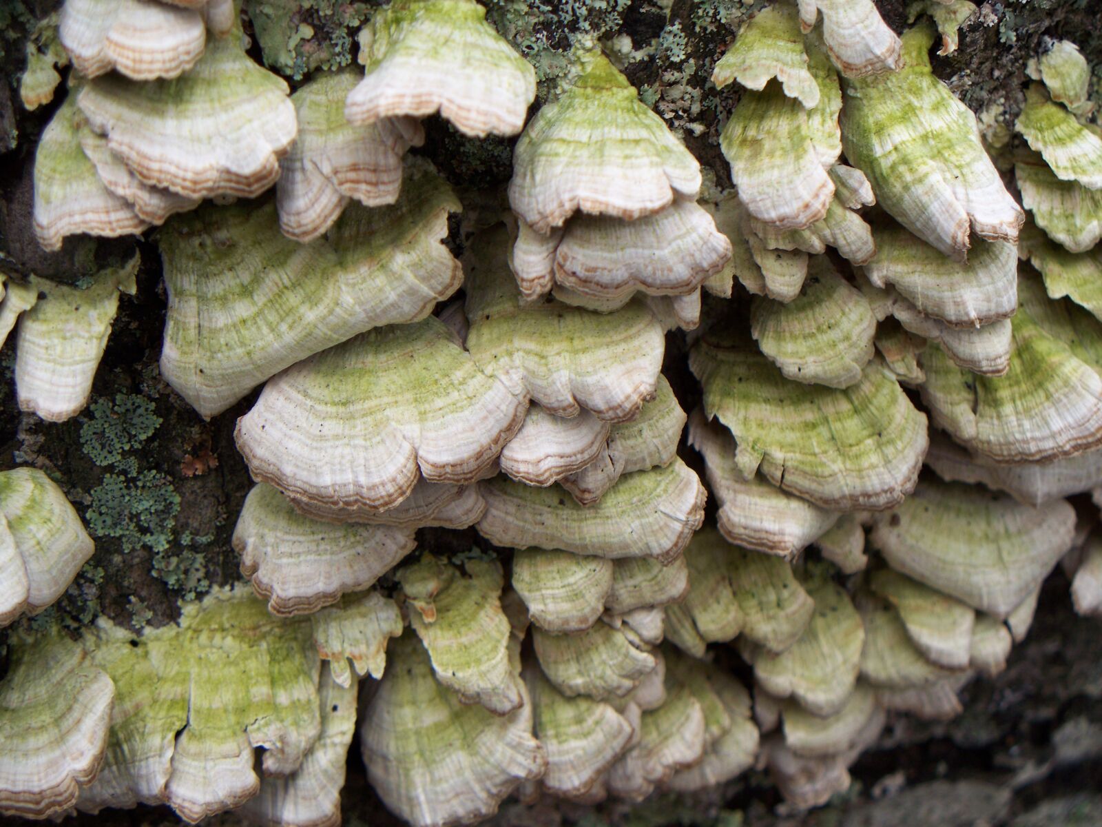 Kodak EASYSHARE Z1485 IS DIGITAL CAMERA sample photo. Mushroom, fungus, plant photography