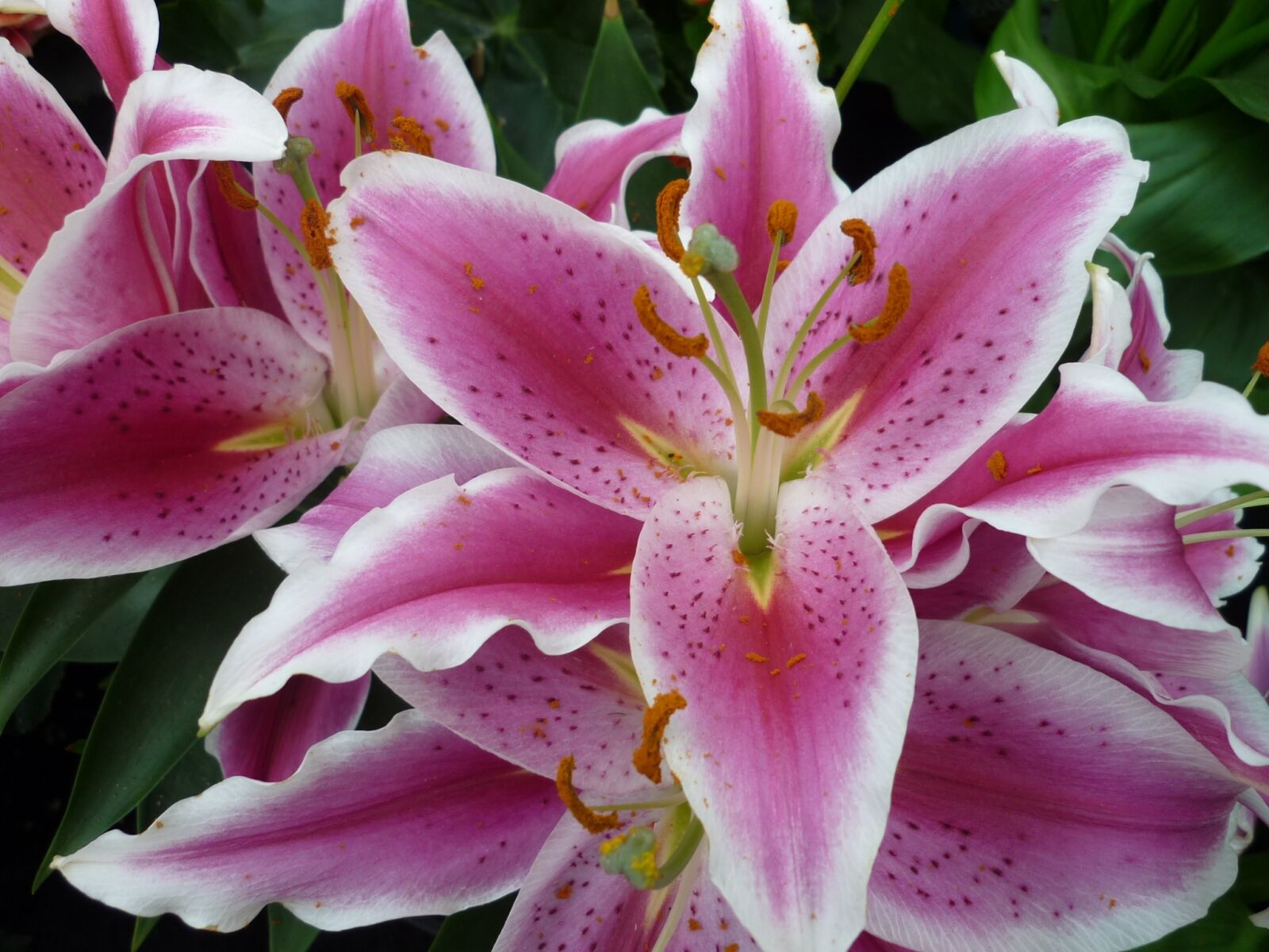 Panasonic Lumix DMC-FS6 sample photo. Lily, nature, blossom photography