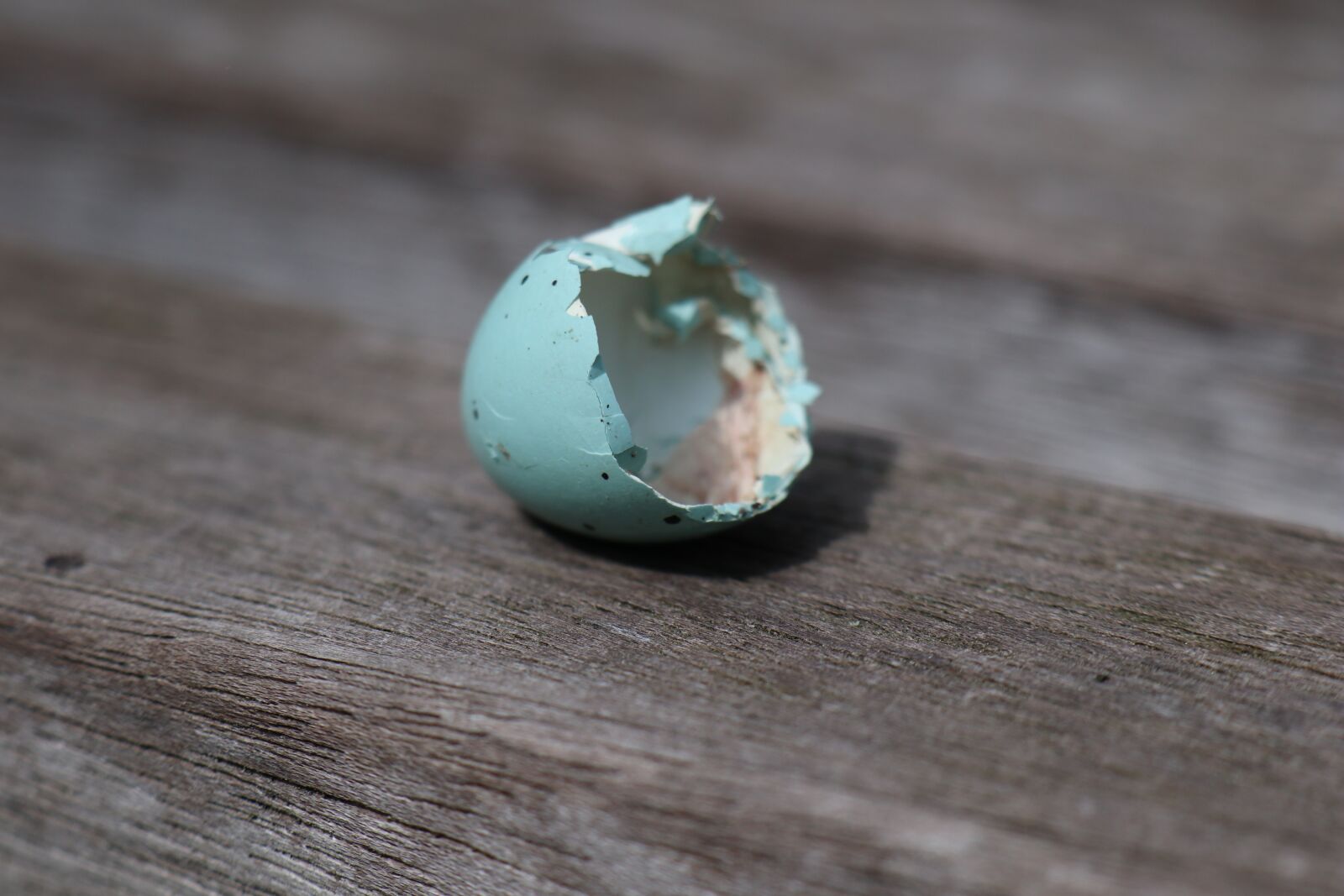 Canon EOS M6 sample photo. Spring, nature, shell photography