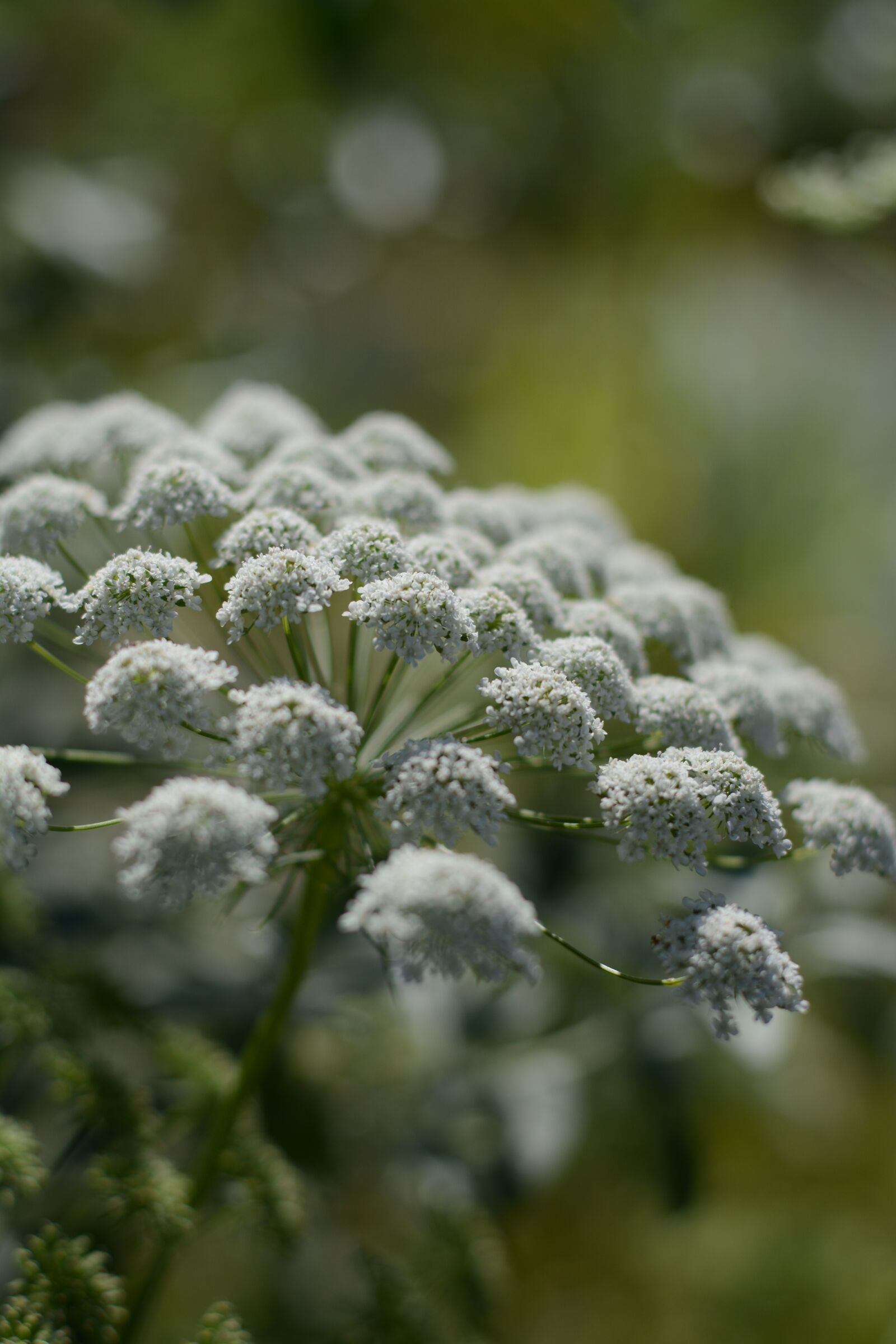 Nikon D5200 sample photo. Green, flower, plant photography
