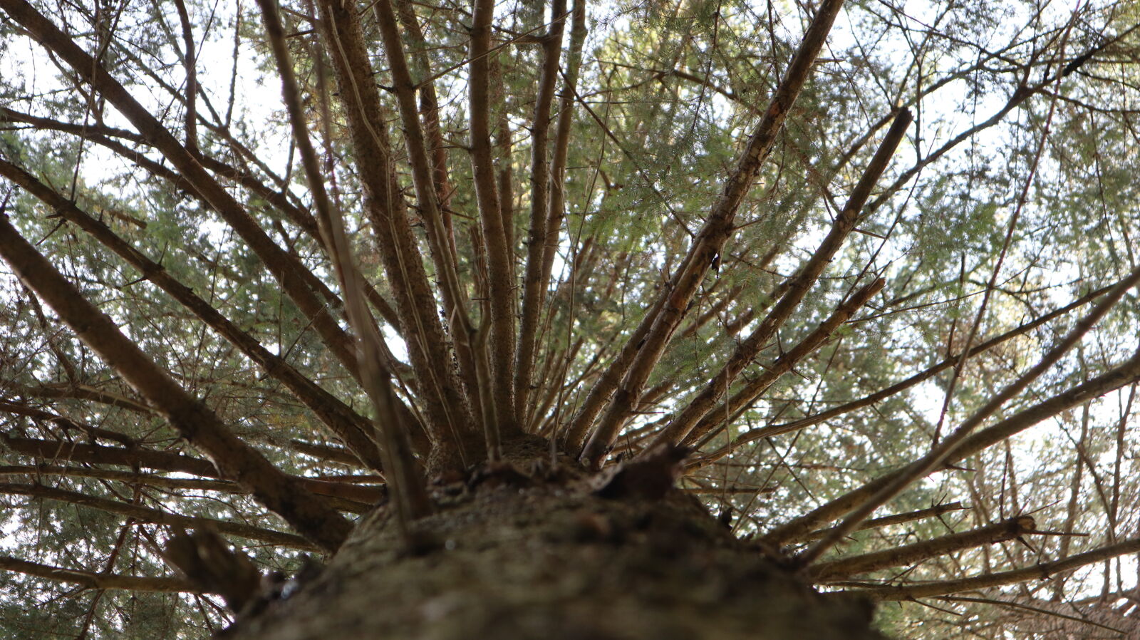 Canon EOS M6 sample photo. Forest, nature, perspective, tree photography