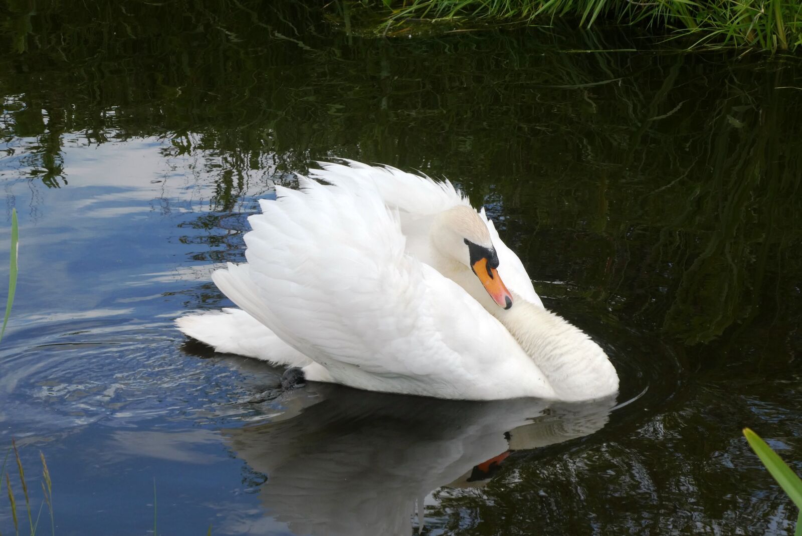 Panasonic Lumix DC-ZS70 (Lumix DC-TZ90) sample photo. Swan, plumage, swimming photography