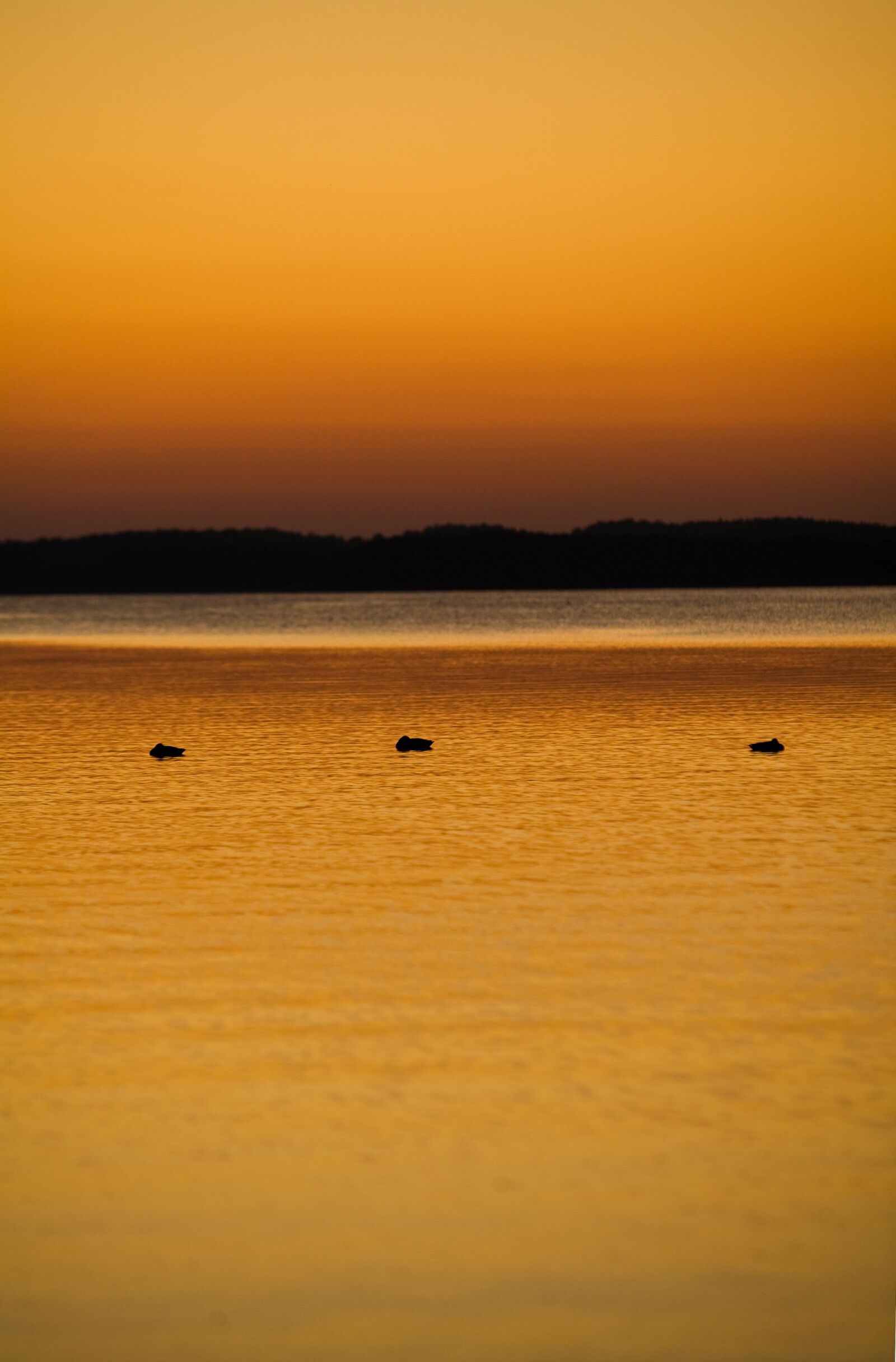 Canon EOS 5D sample photo. Lake, ducks, sleeping photography