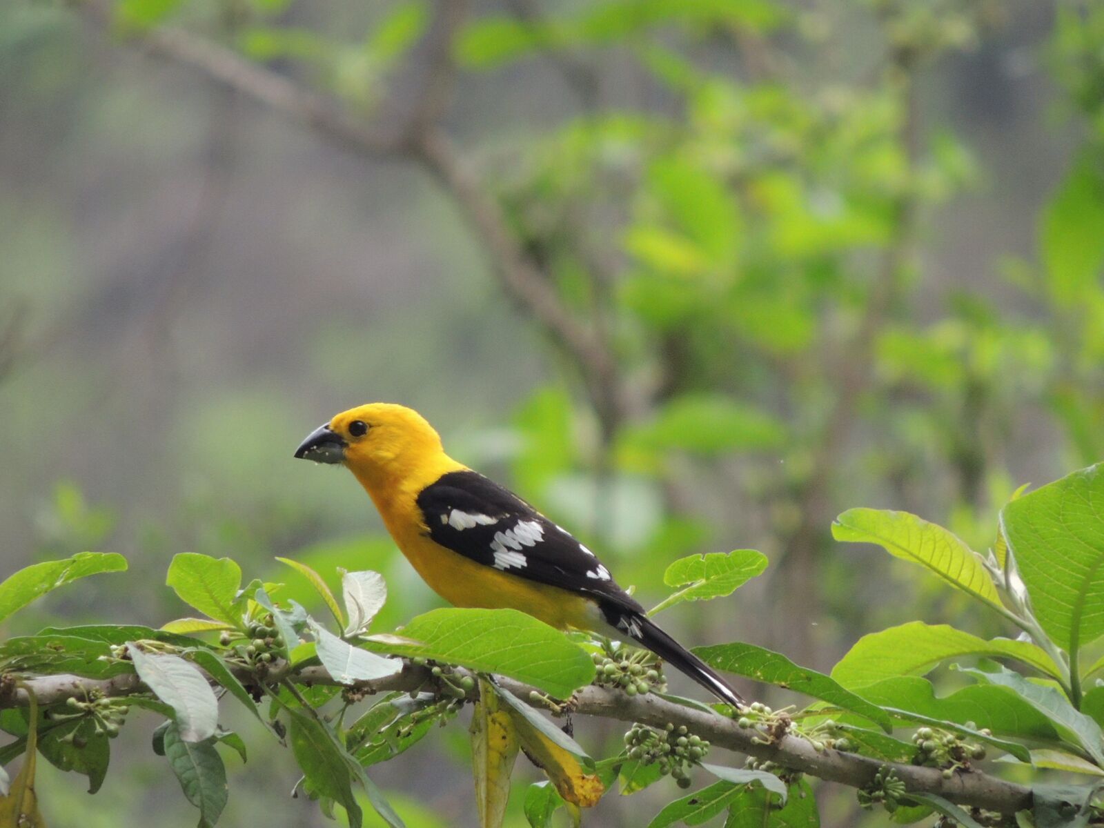 Nikon Coolpix P510 sample photo. Traditional bird of motupe photography