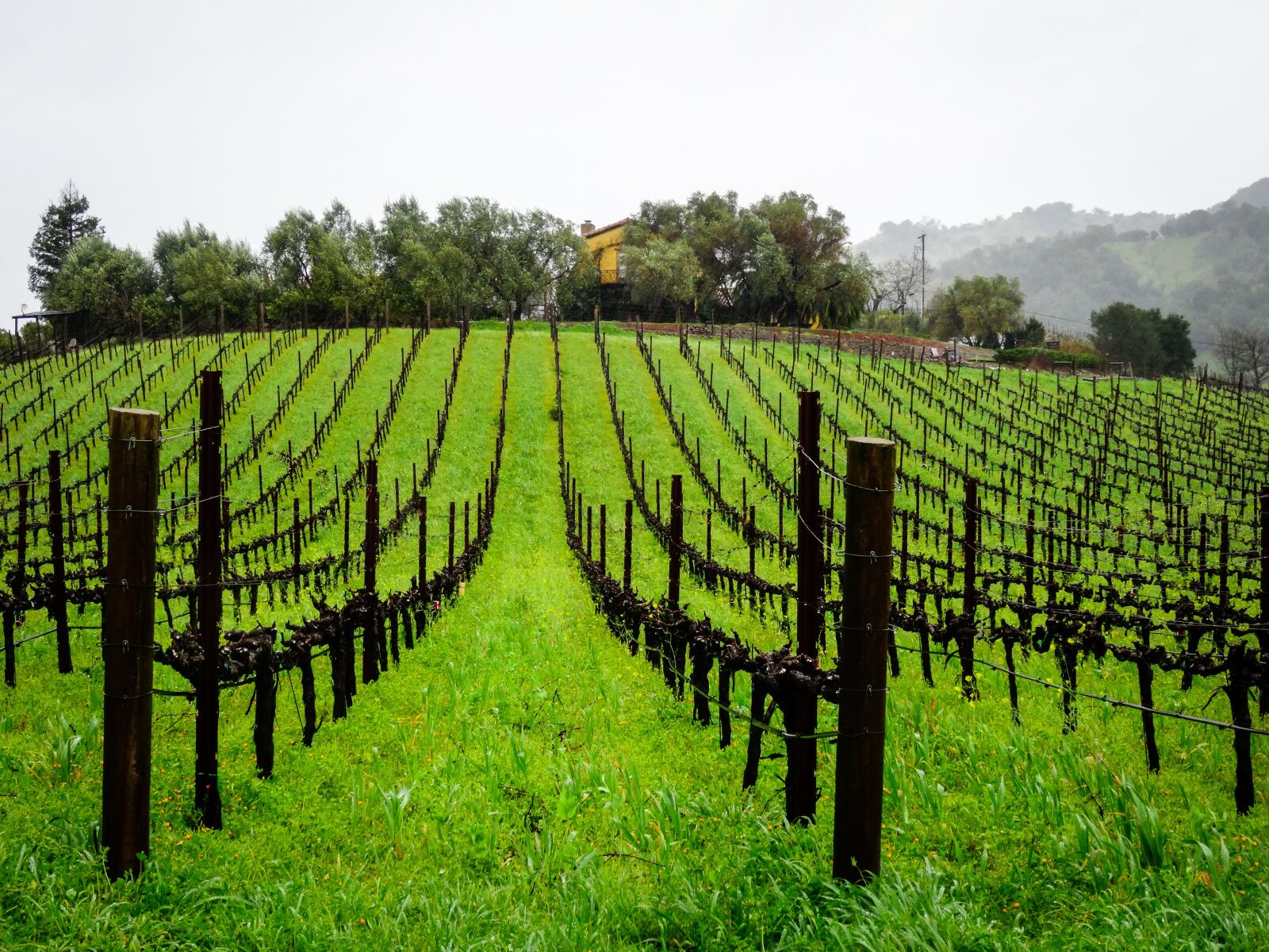 Sony Cyber-shot DSC-HX50V sample photo. Vineyard, series, landscape photography
