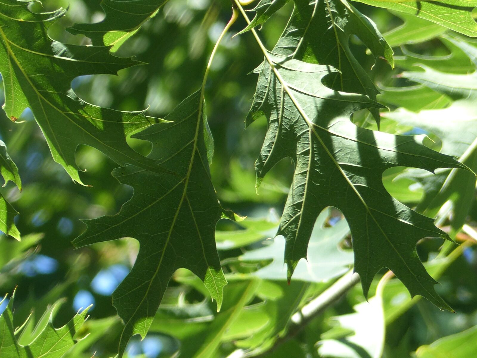 Panasonic Lumix DMC-FZ200 sample photo. Leaves, trees, oak photography