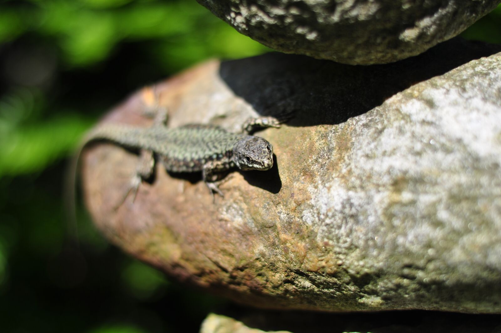 Nikon D5000 sample photo. Stone, lizard, reptile photography