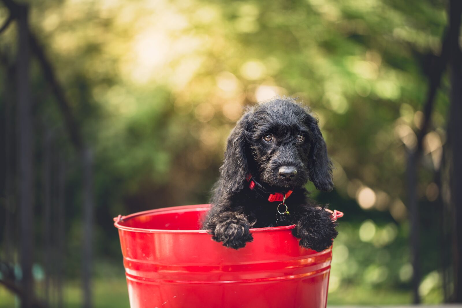 Canon EF 100mm F2.8L Macro IS USM sample photo. Adorable, dog, bucket photography