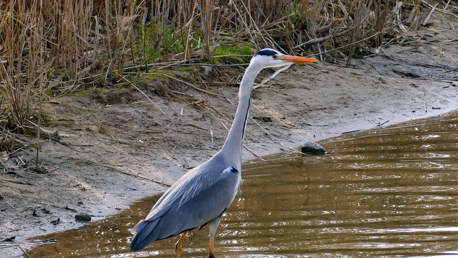 Panasonic Lumix DMC-FZ1000 sample photo. Animal, grey heron, pond photography