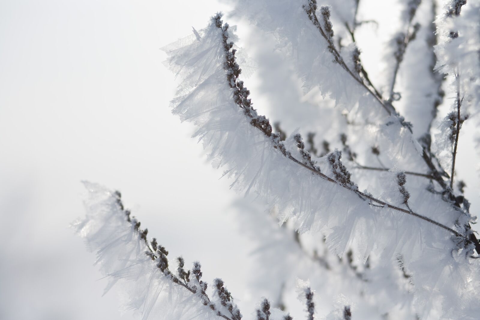 Canon EOS 5D sample photo. Winter, cold, frost photography