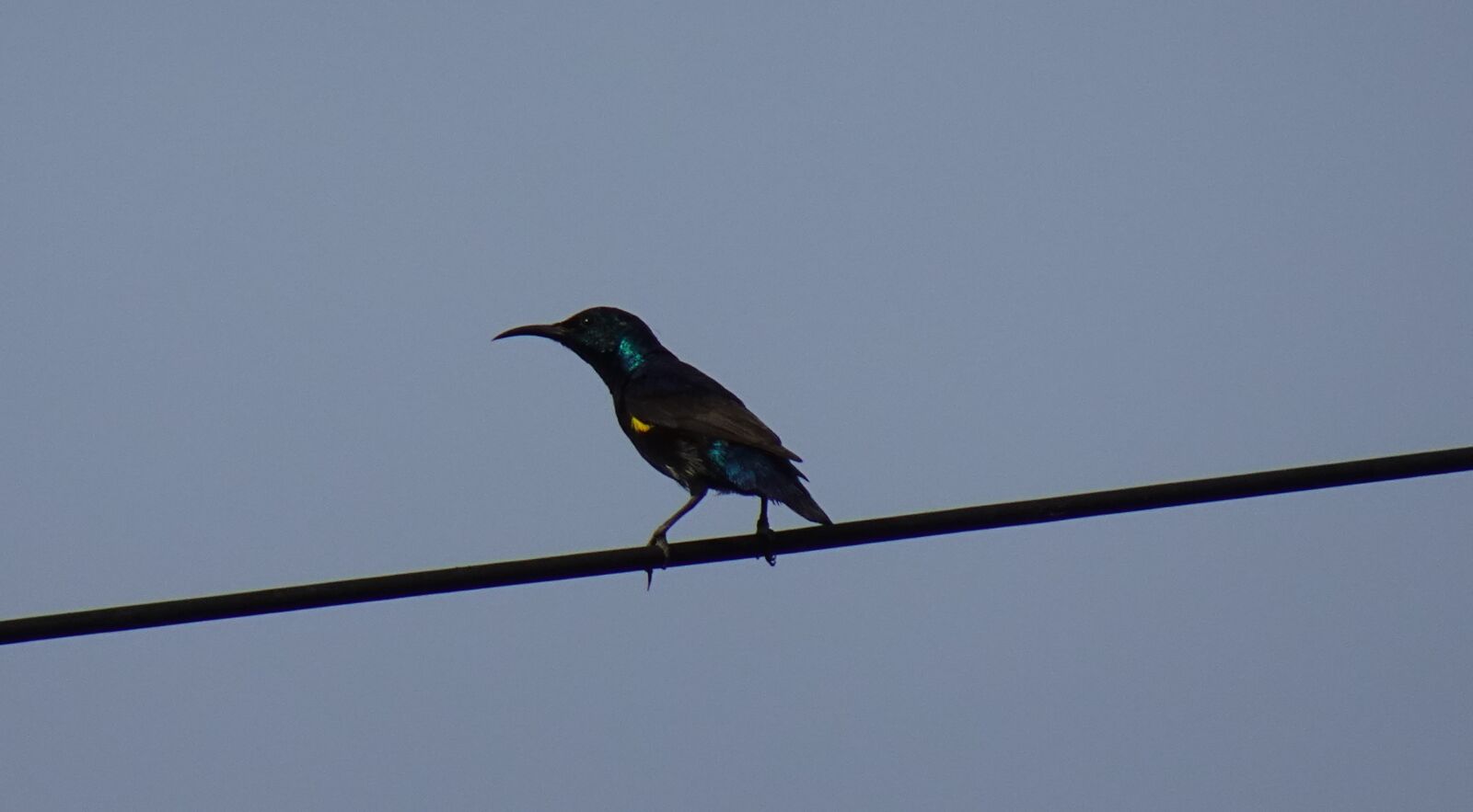 Sony DSC-WX800 sample photo. Bird, purple sunbird, cinnyris photography
