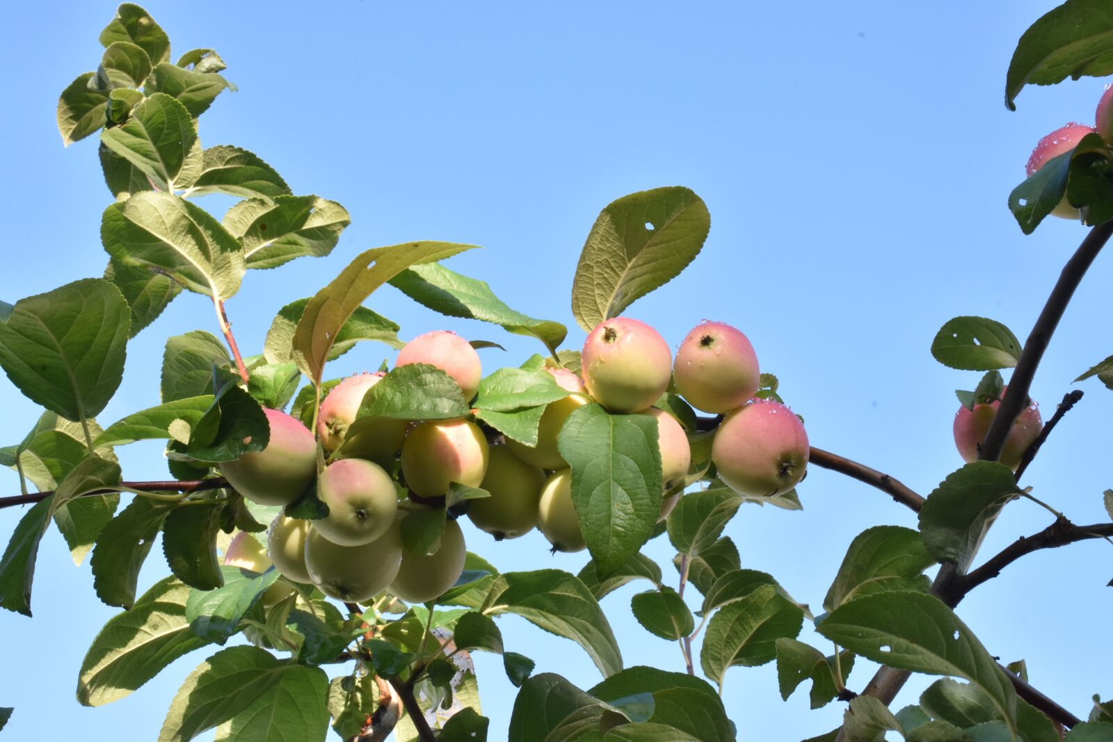 Nikon D3400 sample photo. Apples, ripe, siberia photography