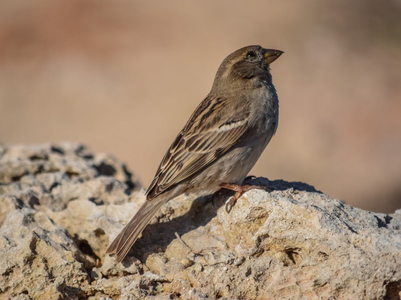 Nikon D3300 sample photo. Sparrow, nature, bird photography