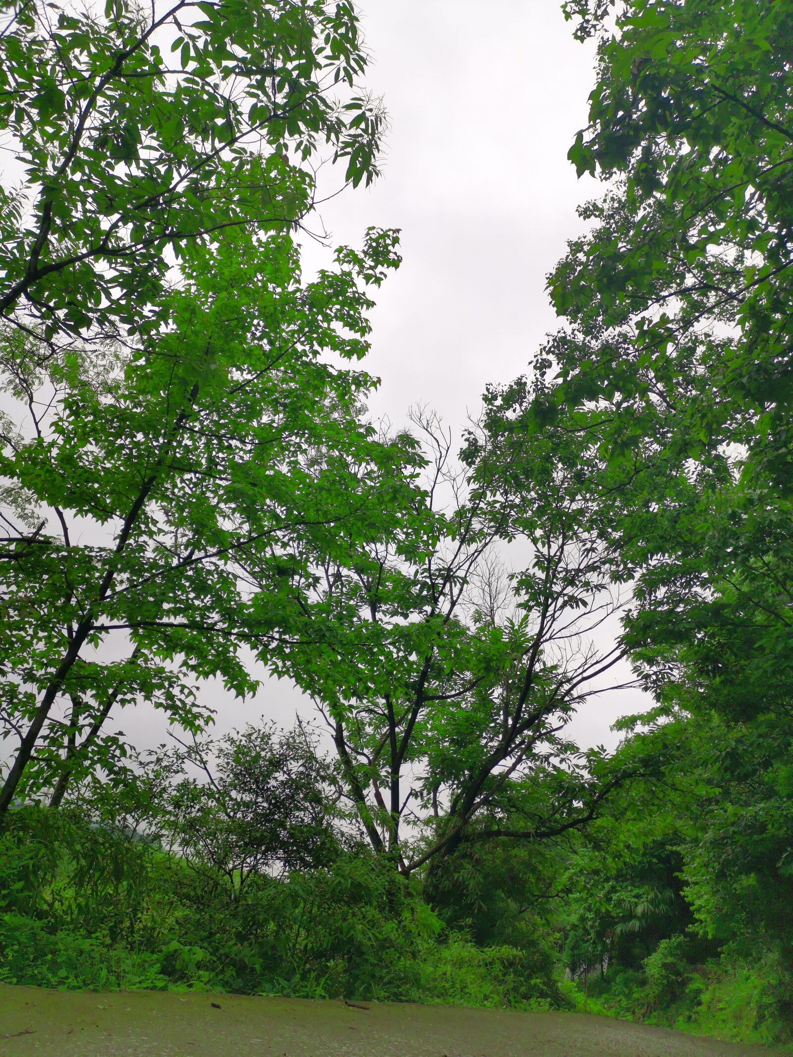 HUAWEI HLK-AL00 sample photo. Woods, nature, blue sky photography