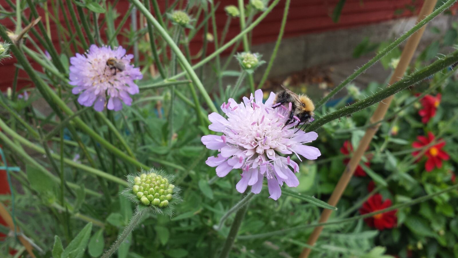 Samsung Galaxy S4 sample photo. Insect, garden, summer photography