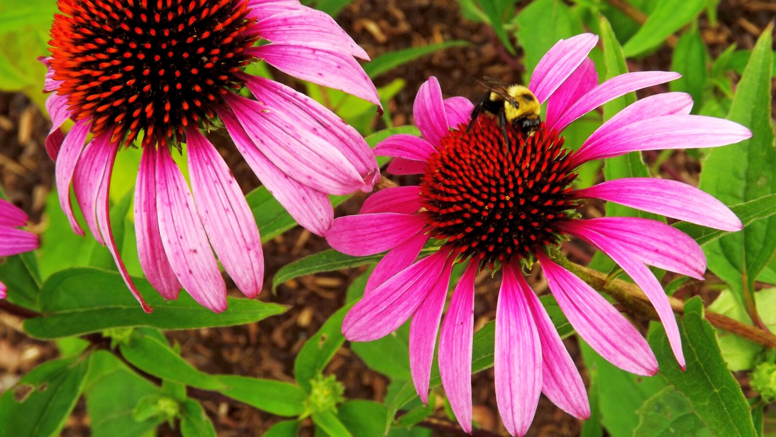 Fujifilm FinePix S3400 sample photo. Flora, plants, flowers photography