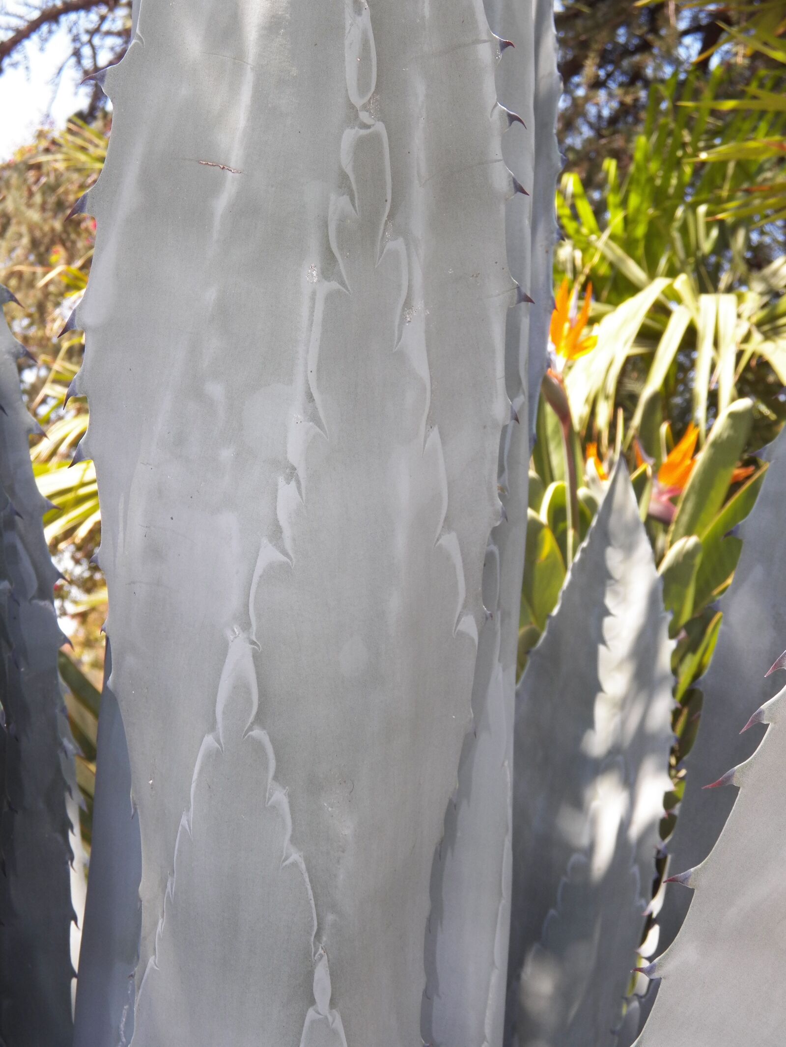 Kodak EasyShare Z990 (EasyShare Max) sample photo. Agave, cactus, plant photography
