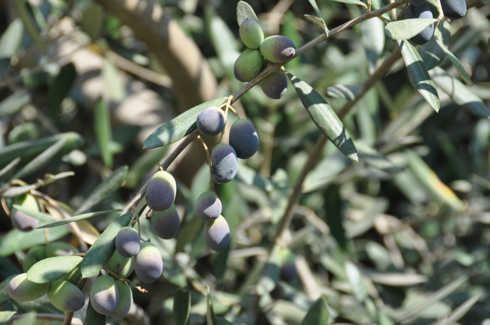 Nikon D90 sample photo. Israel, olives, olive photography