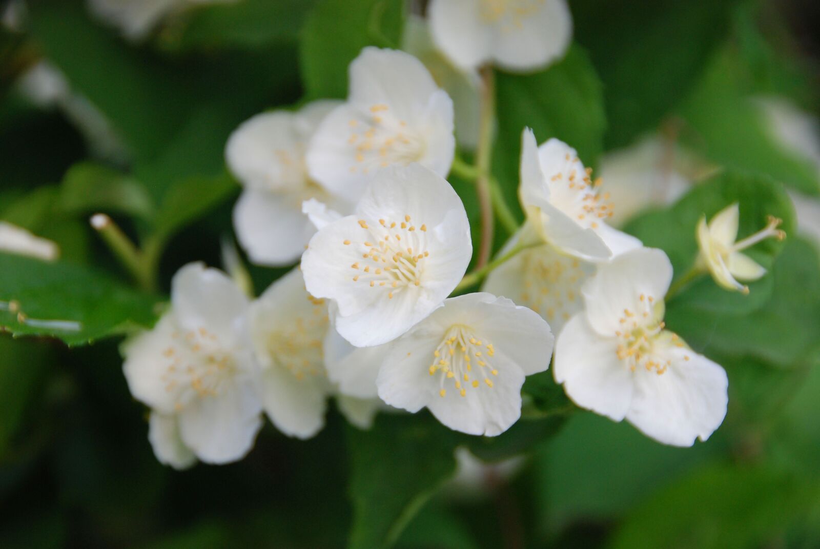 Nikon D80 sample photo. Flowers, jasmine, spring photography