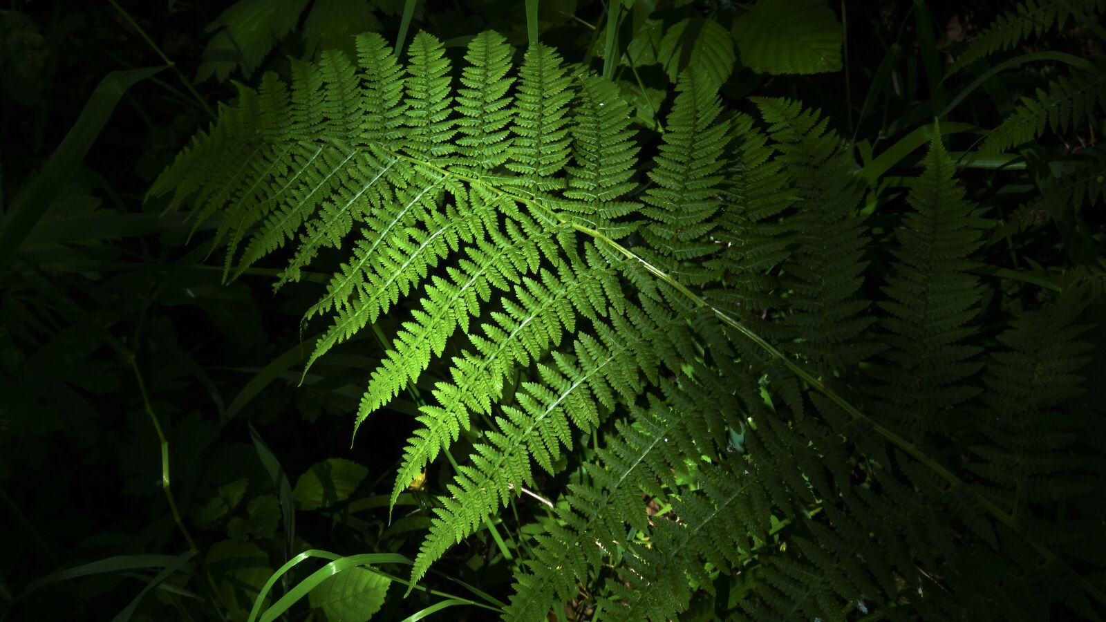 Canon PowerShot SX60 HS sample photo. Sheet, fern, green photography