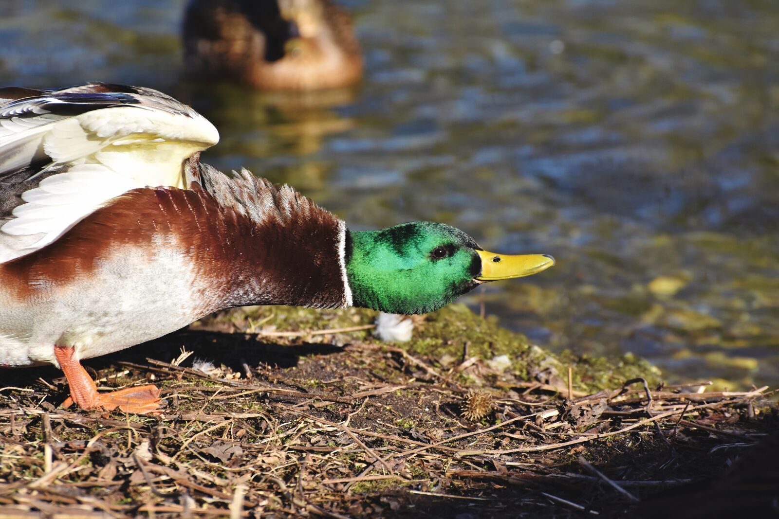 Nikon D7200 sample photo. Mallard, duck, water bird photography