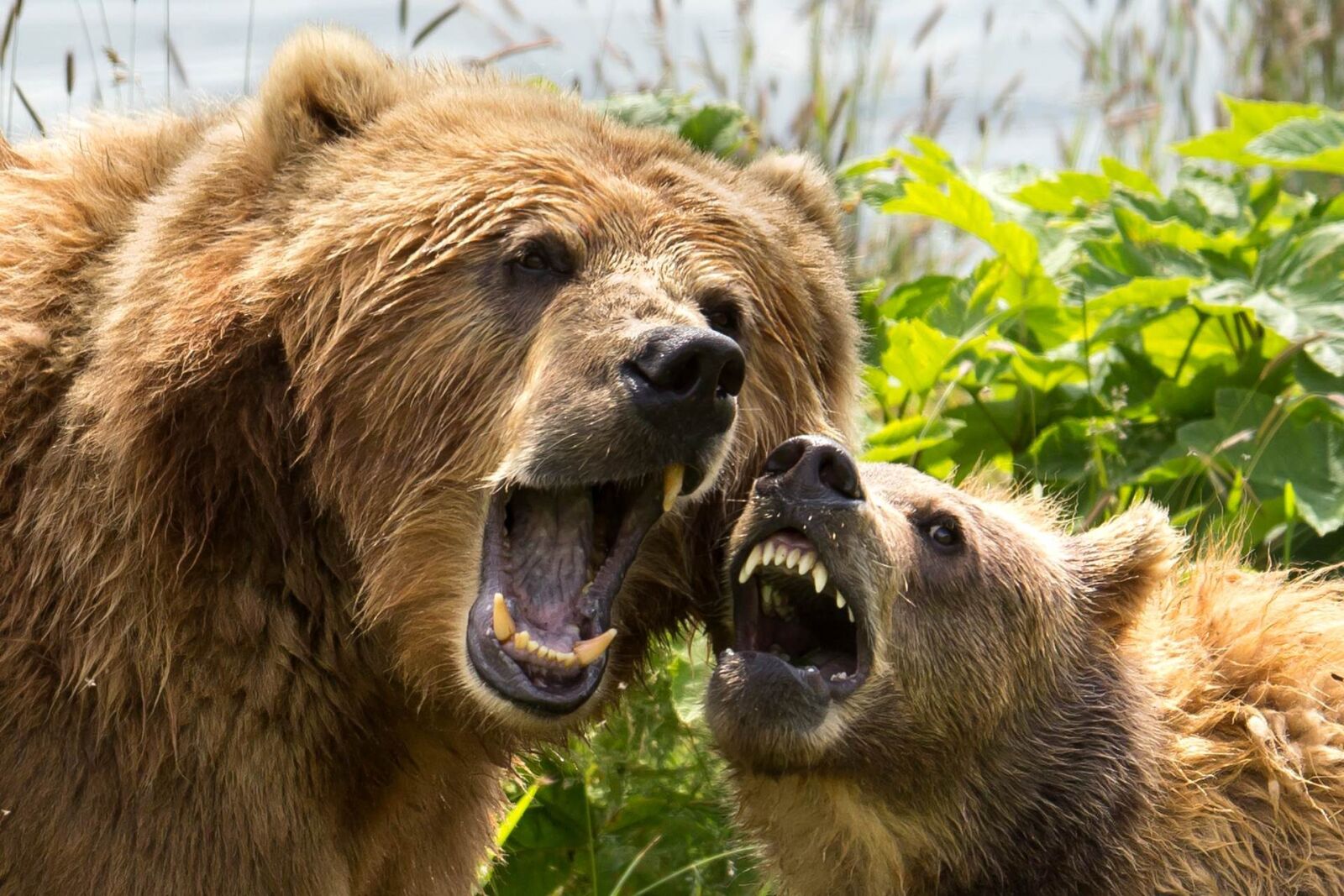 Canon EOS 6D sample photo. Face, teeths, brown bear photography