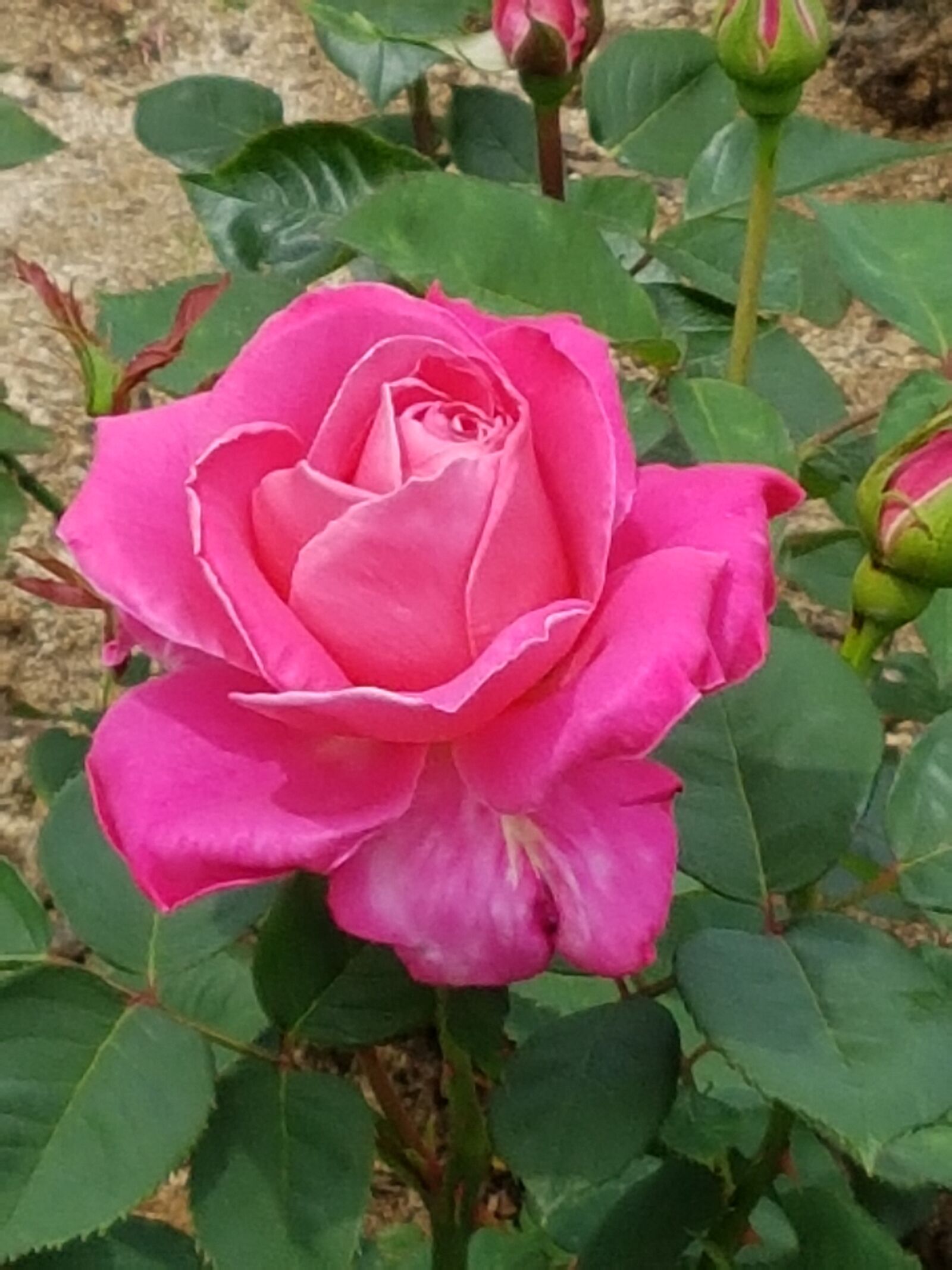 Samsung Galaxy S7 sample photo. Rose flowers, beautiful flowers photography