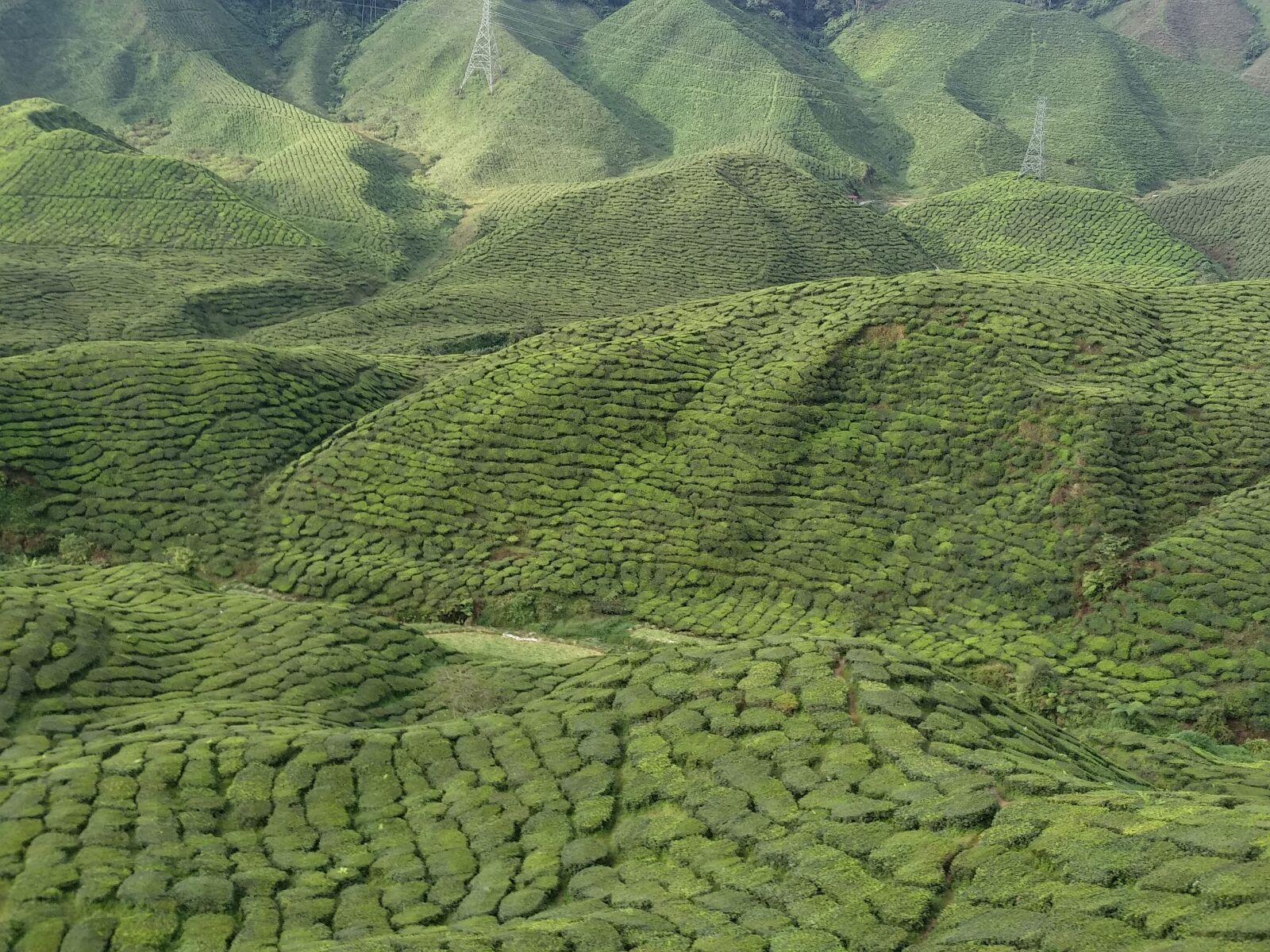 Xiaomi MI MAX 2 sample photo. Tea, plantation, mountain photography