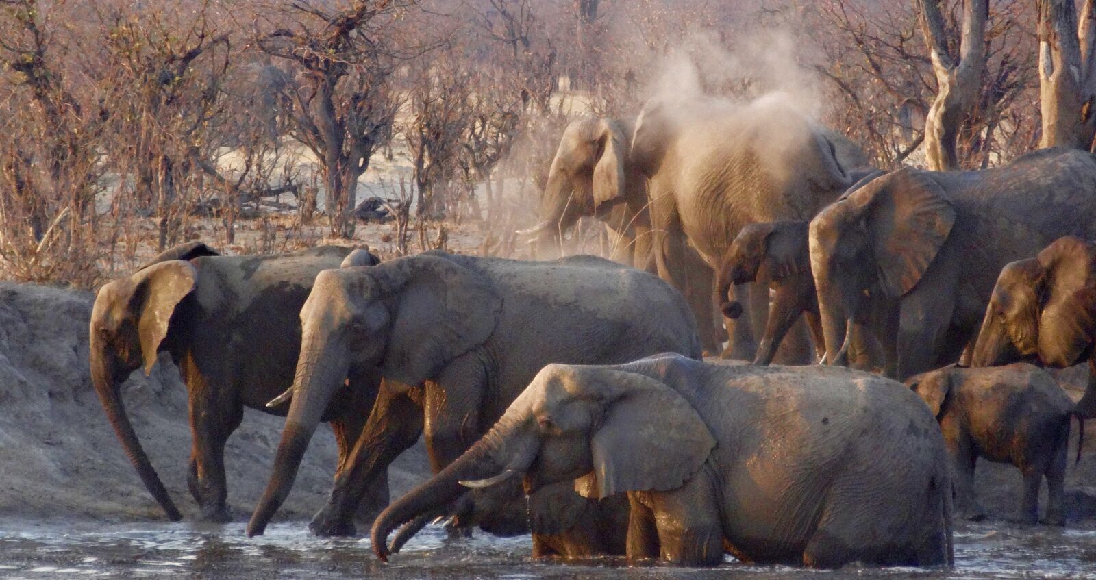 Sony Cyber-shot DSC-HX20V sample photo. Africa, elephants, wildlife photography