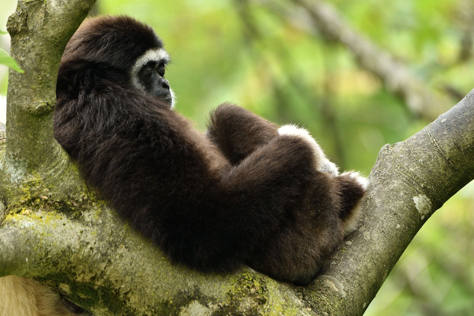Nikon D500 sample photo. Monkey, animal, animal world photography