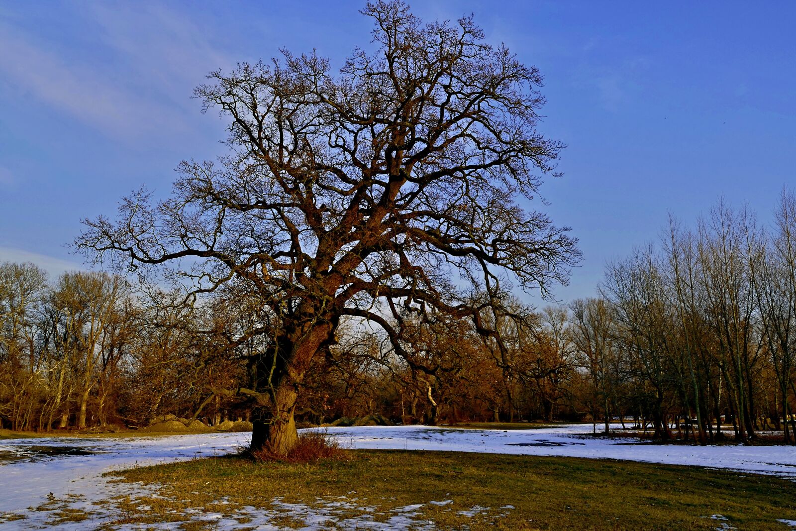 Panasonic Lumix DMC-FZ1000 sample photo. Tree, nature, country photography