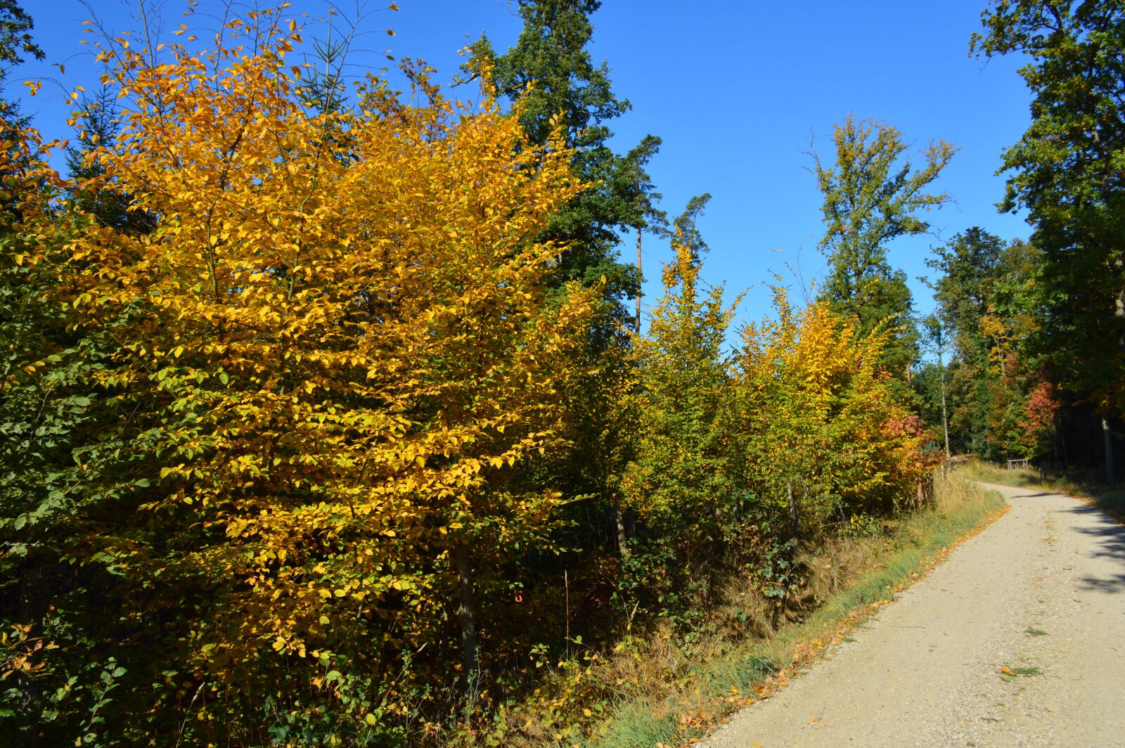 Nikon D3200 sample photo. Forest, autumn, colors photography