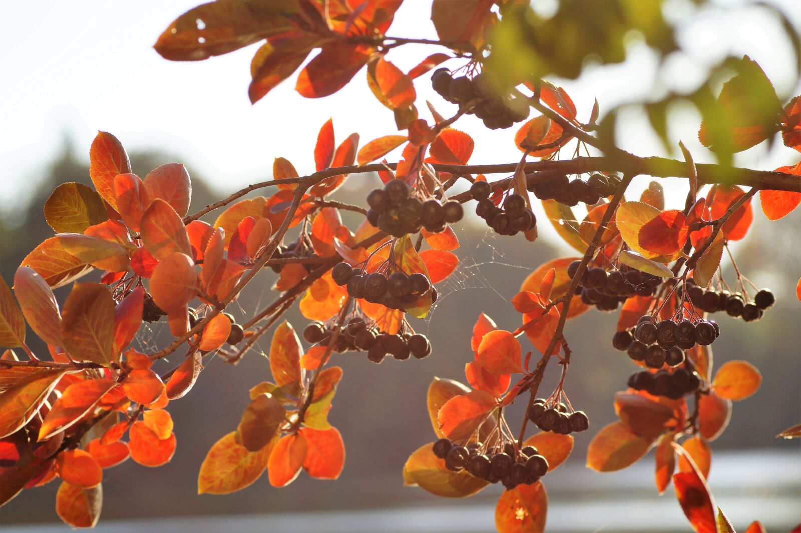 Sony SLT-A58 sample photo. Aronia, black, crane photography