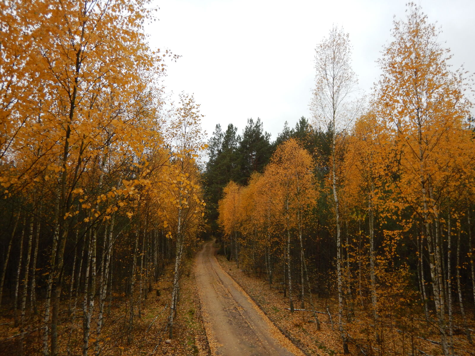 Nikon Coolpix AW130 sample photo. Autumn, fall, forest, off photography