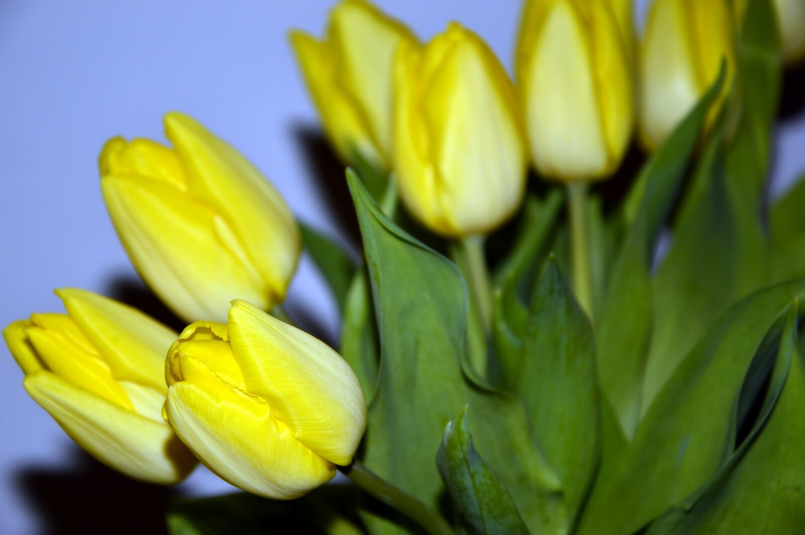 Nikon D3200 sample photo. Tulips, flowers, yellow photography