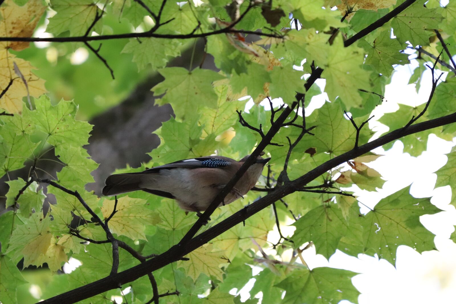 Canon EF 70-300 F4-5.6 IS II USM sample photo. Dove, bird, pigeon photography