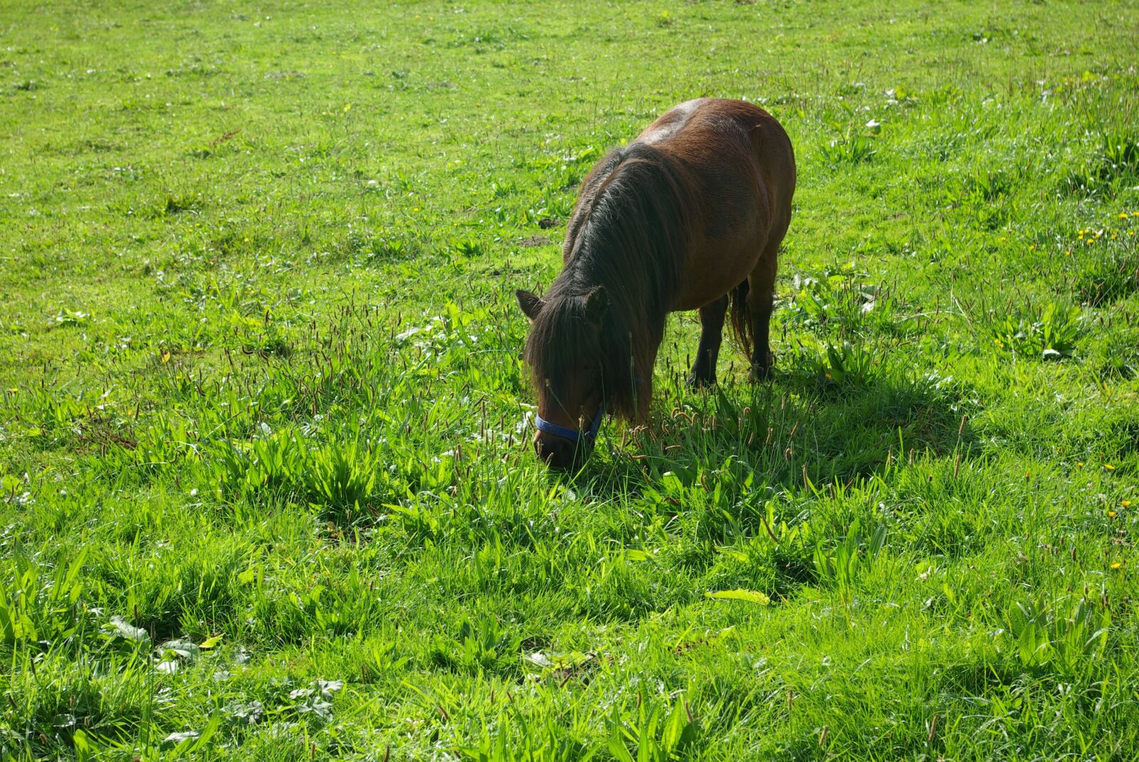 Samsung GX-10 sample photo. The horse, pony, grass photography