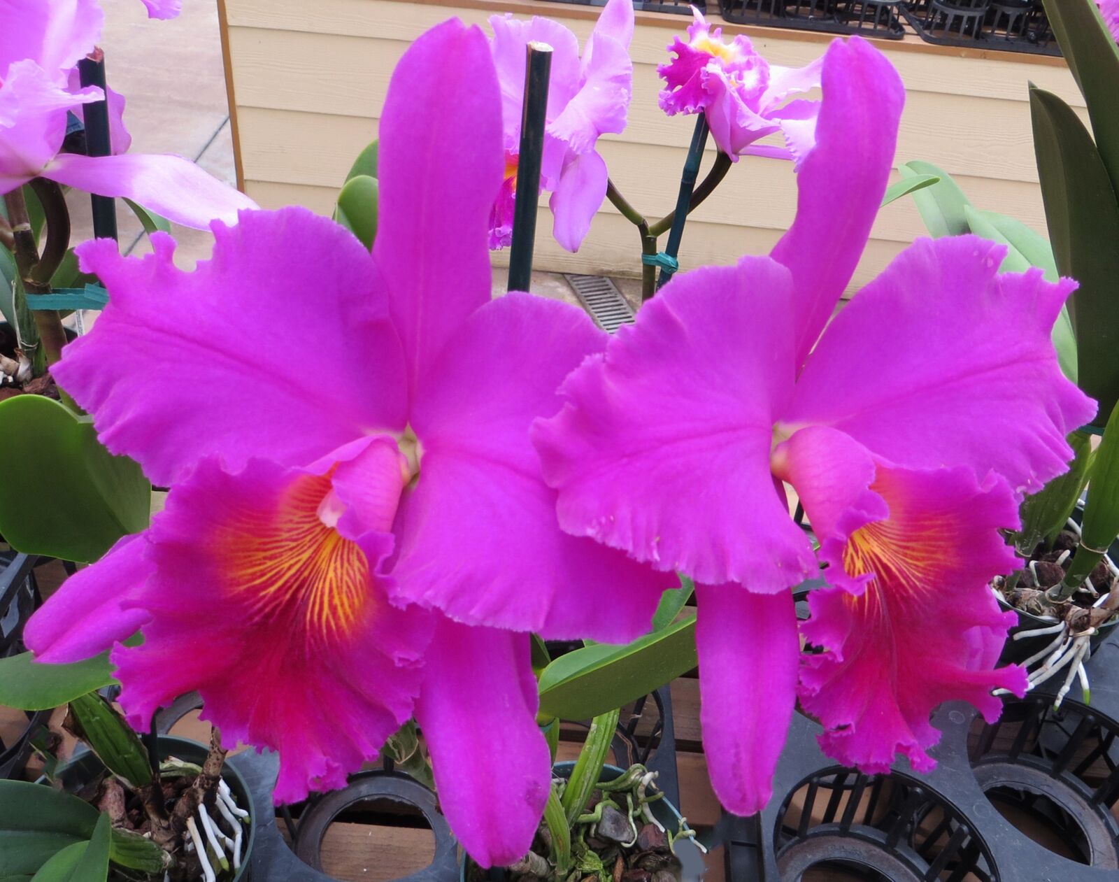 Canon PowerShot SX260 HS sample photo. Orchid, cattleya, pink photography