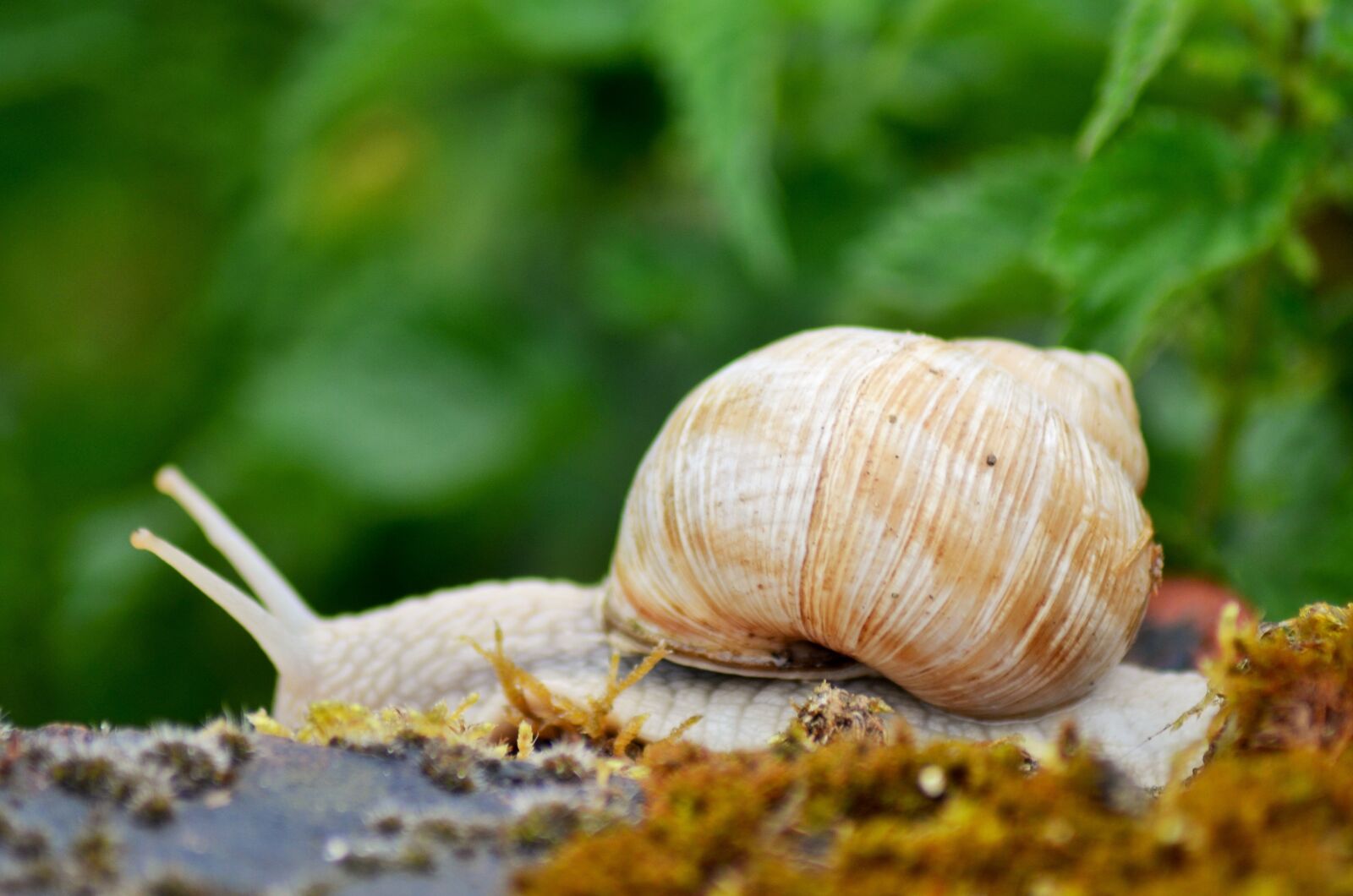 Nikon D5100 sample photo. Snail, rain, insect photography