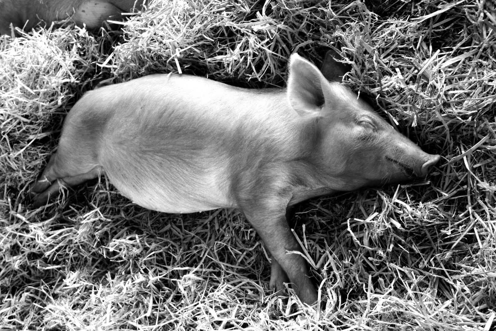 Canon EOS 350D (EOS Digital Rebel XT / EOS Kiss Digital N) sample photo. Piglet, sleeping, pig photography