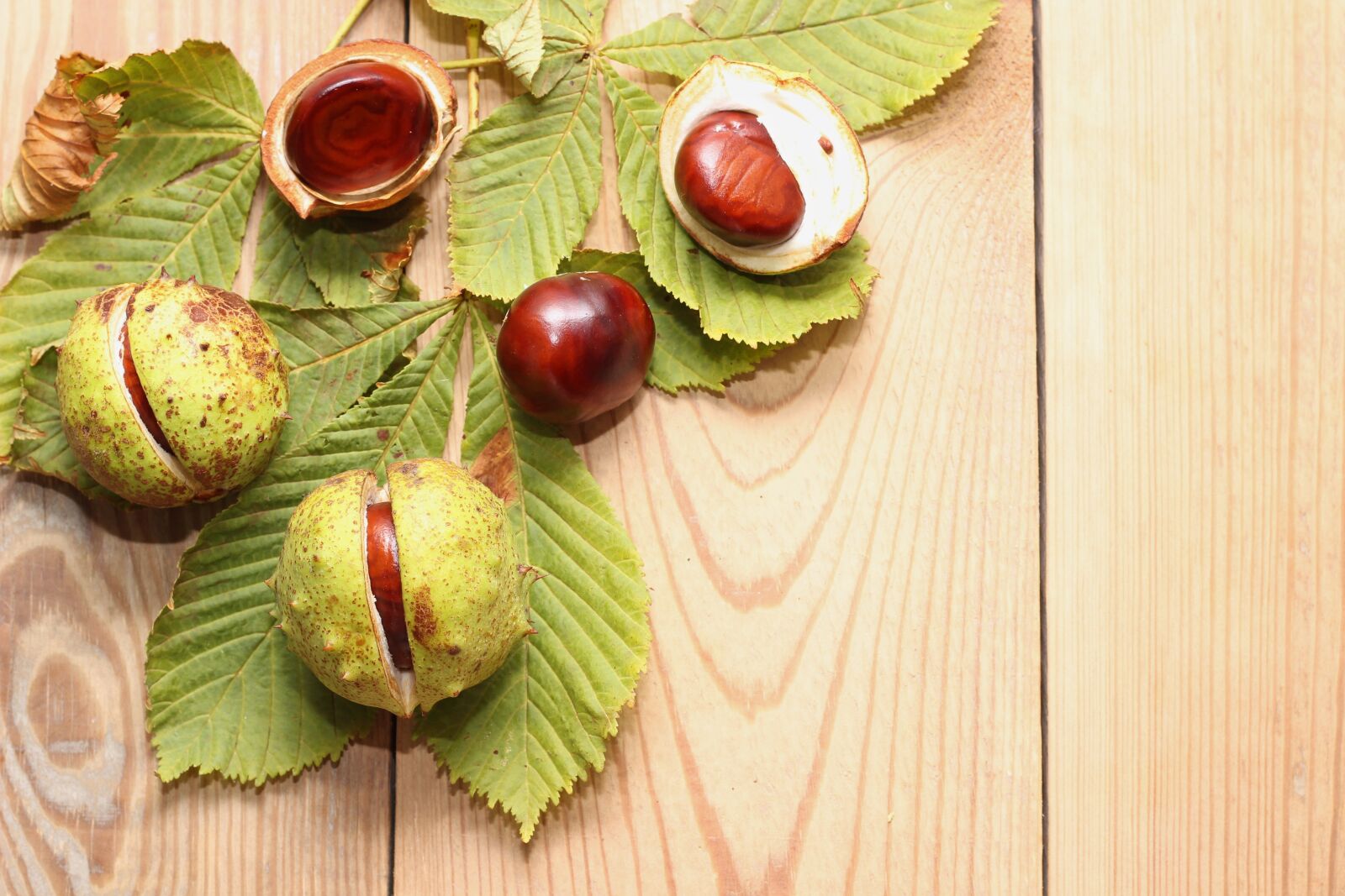 Canon EOS 600D (Rebel EOS T3i / EOS Kiss X5) + Canon EF 50mm F1.8 II sample photo. Autumn, leaves, chestnut photography