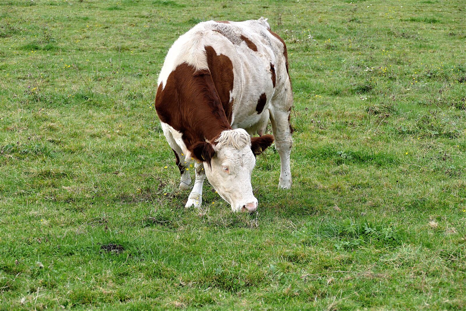 Panasonic Lumix DMC-FZ1000 sample photo. Cow, grazing, meadow photography